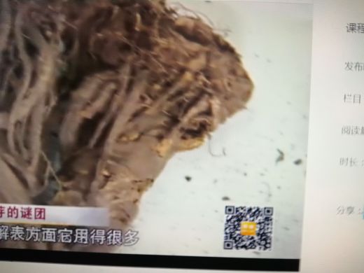 羌活有什么功效和作用？