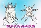 如何识别和防治苦瓜侧多食跗线螨