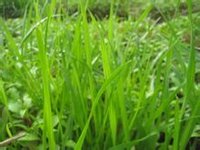 什么是黑麦草？