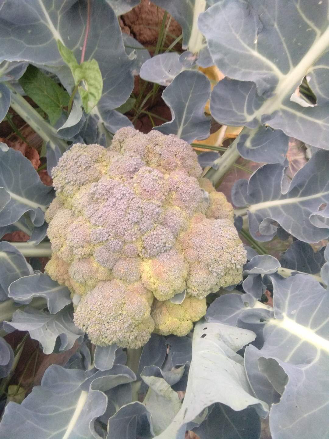 这花菜什么原因变成了这样？
