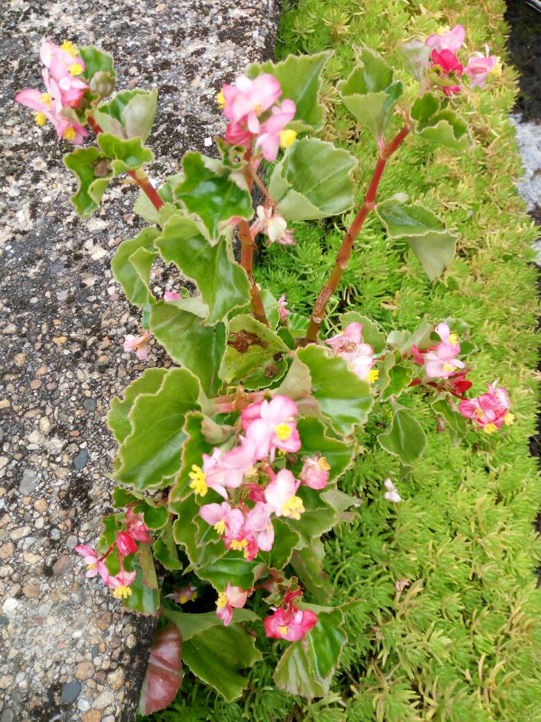 是海棠花吗?