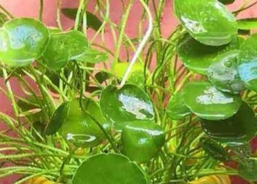 金钱草种植对湿度有什么要求？