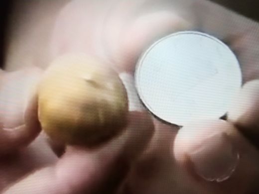 大果榛子适宜在什么区域种植？