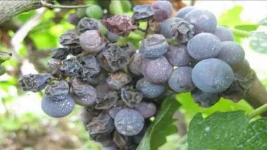 这是葡萄哪种病害？其菌原特性是什么？