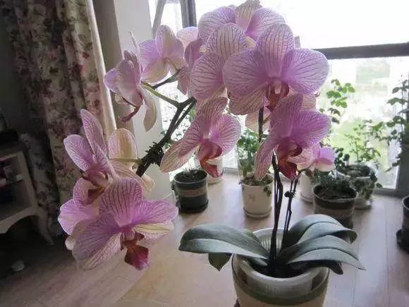 蝴蝶兰出现大量落花是什么原因？